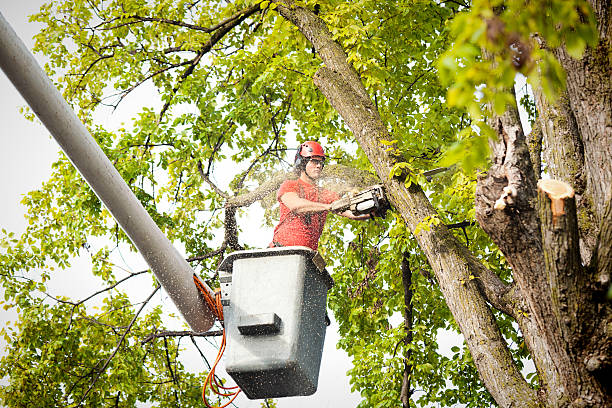 Trusted Mar Mac, NC Tree Care  Experts